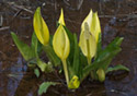 Lysichiton americanum